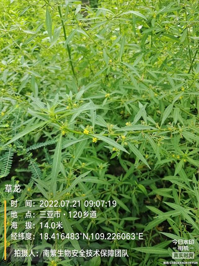 草龙