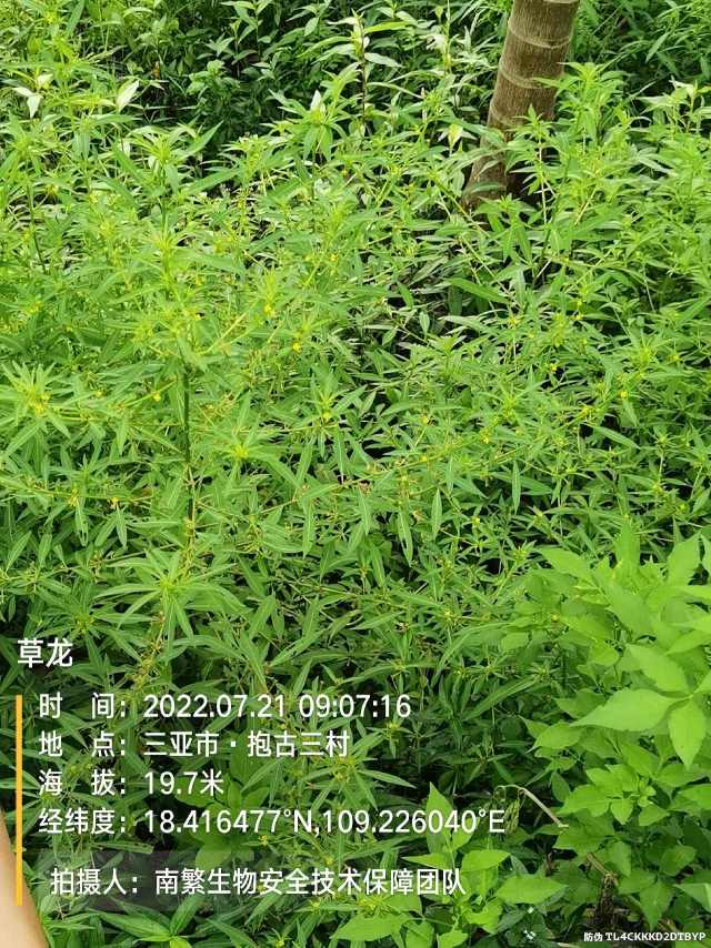 草龙