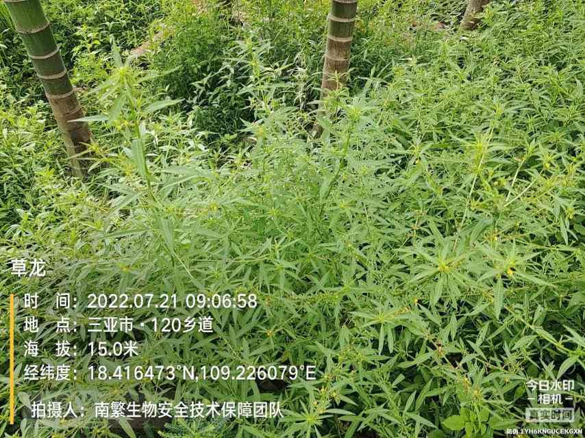 草龙