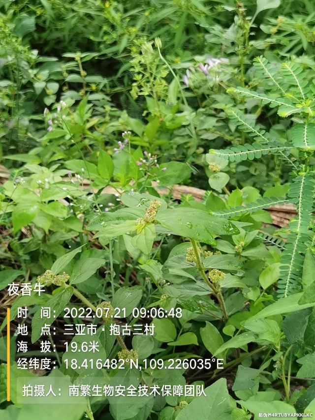 夜香牛
