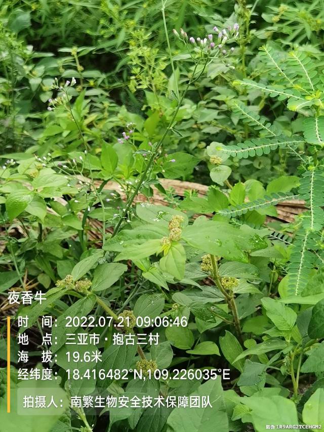 夜香牛