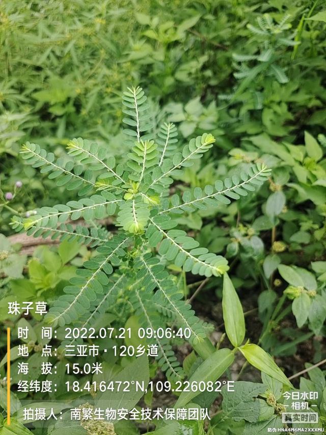 珠子草
