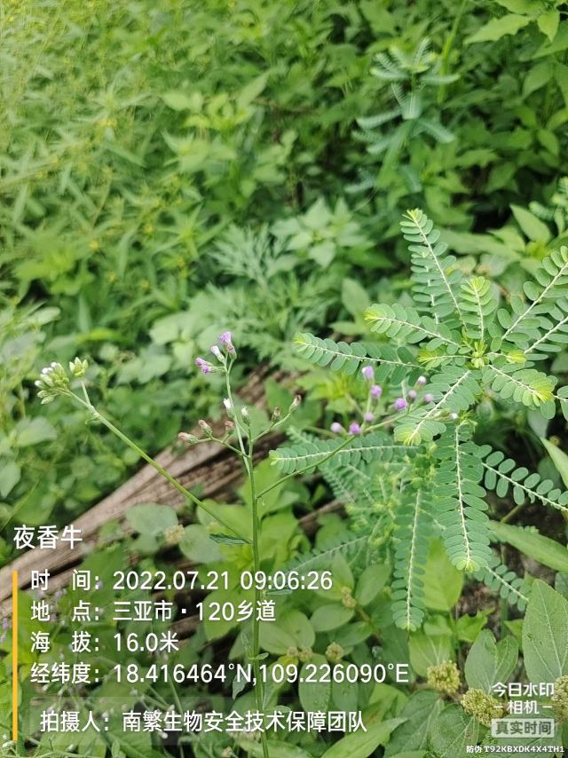 夜香牛