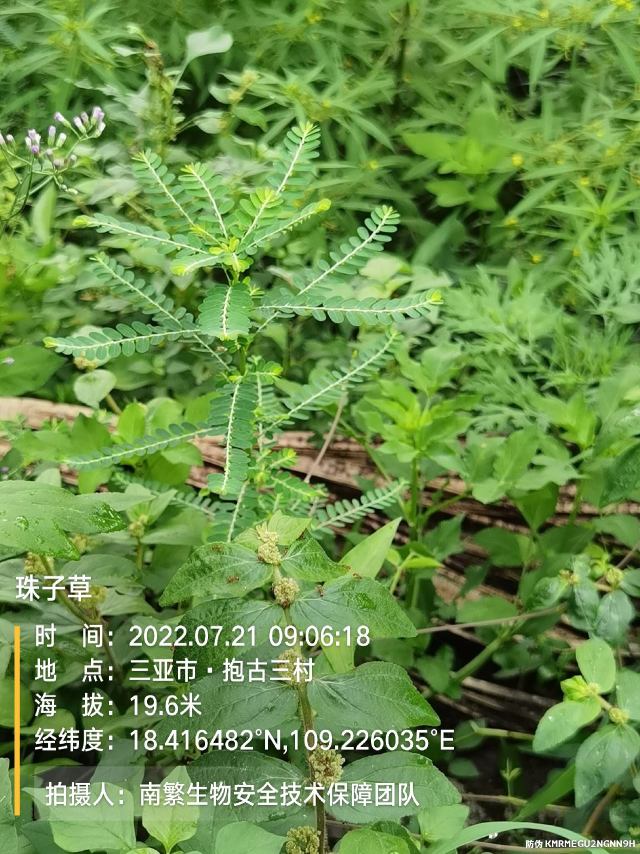 珠子草