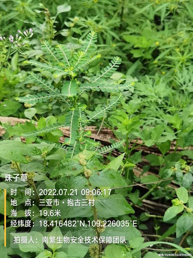 珠子草