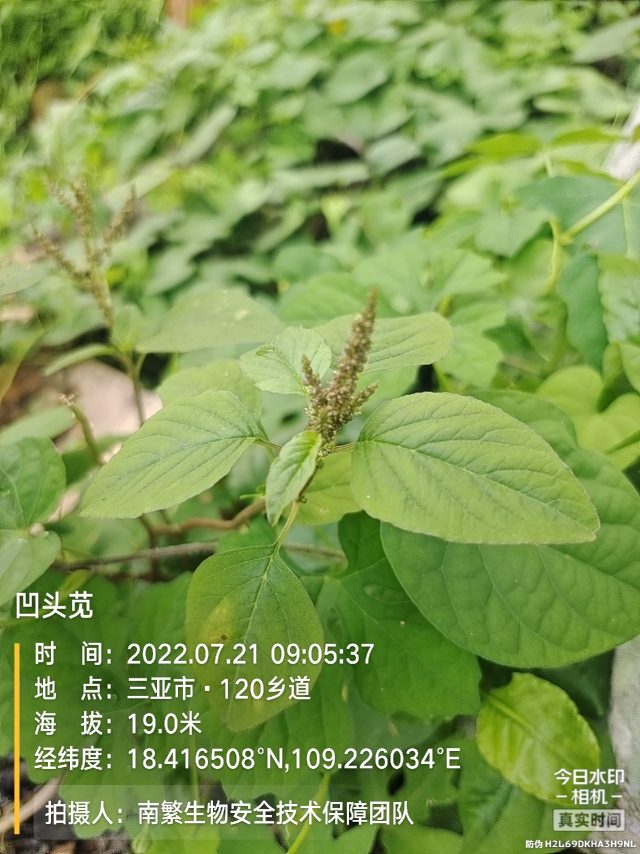 凹头苋