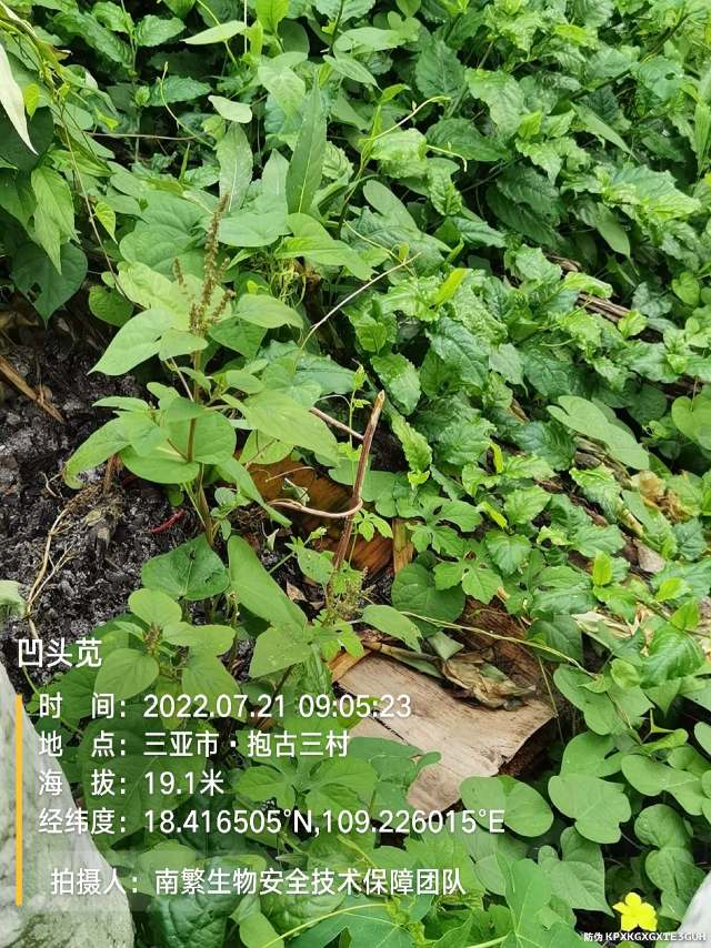 凹头苋