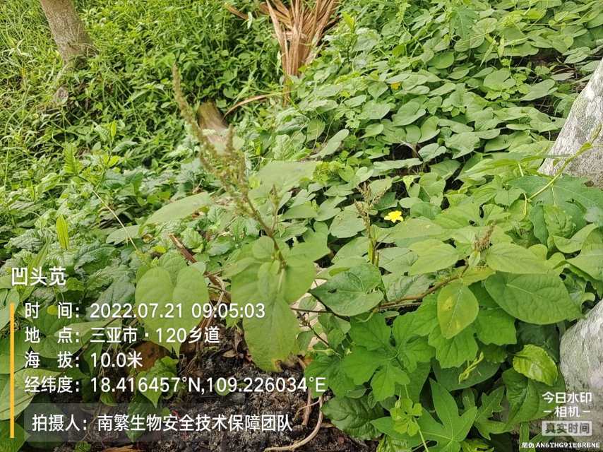 凹头苋