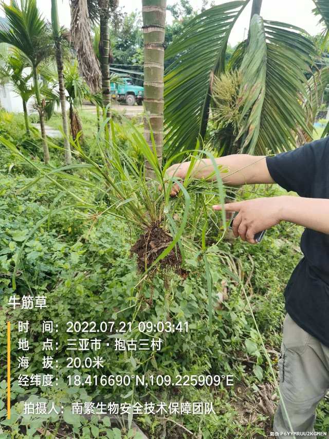 牛筋草