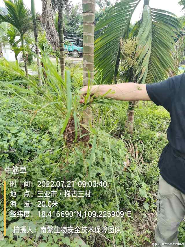 牛筋草