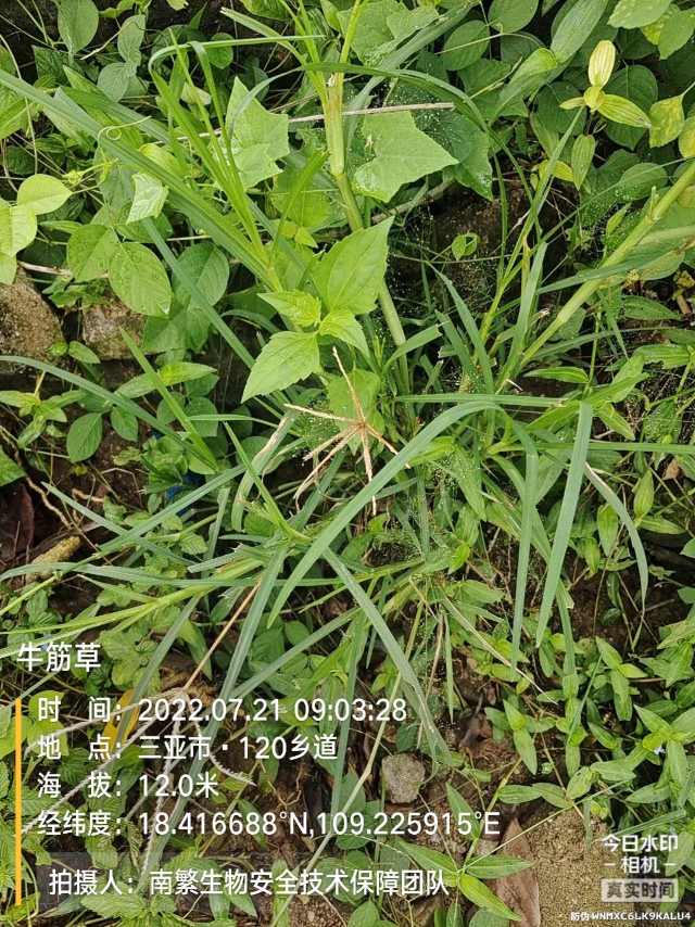 牛筋草