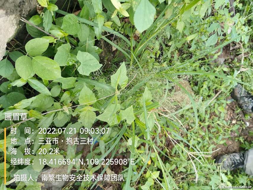 画眉草