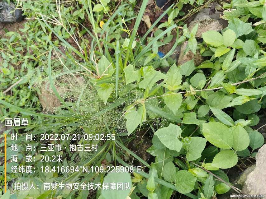 画眉草