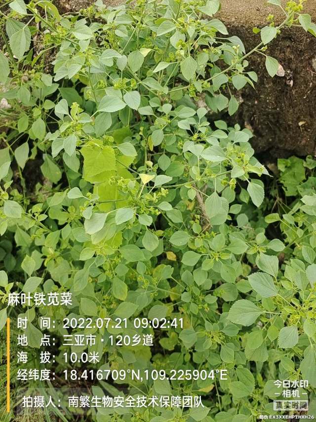 麻叶铁苋菜