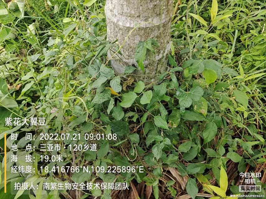 紫花大翼豆