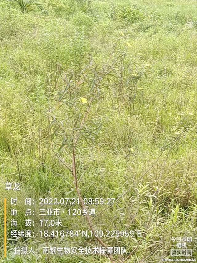 草龙