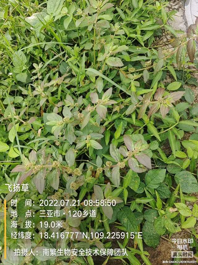 飞扬草