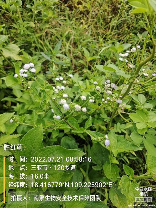胜红蓟