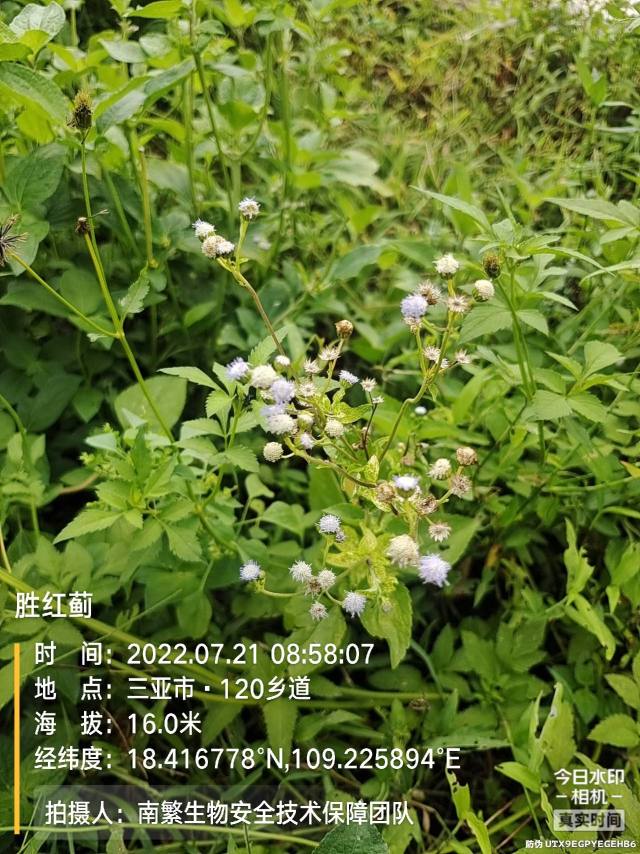 胜红蓟