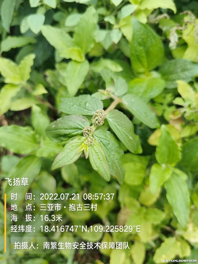 飞扬草