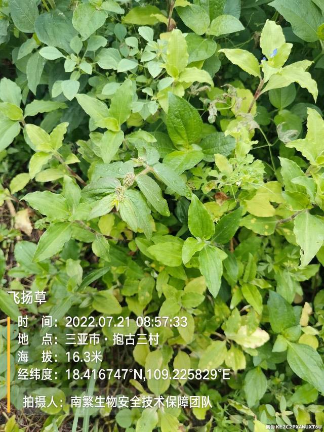 飞扬草