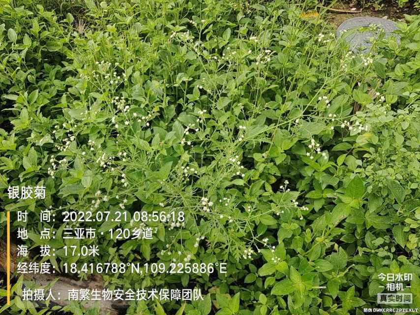 银胶菊
