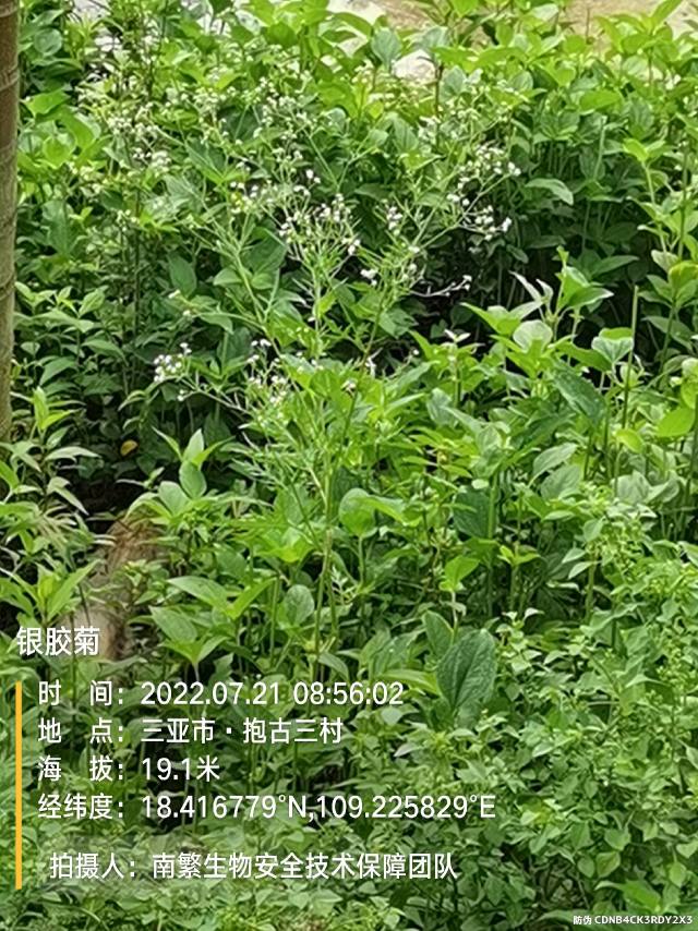 银胶菊
