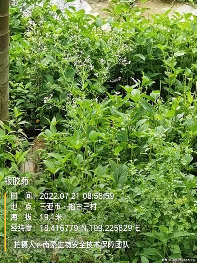 银胶菊