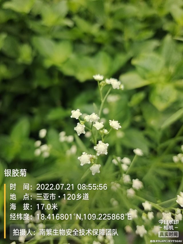银胶菊