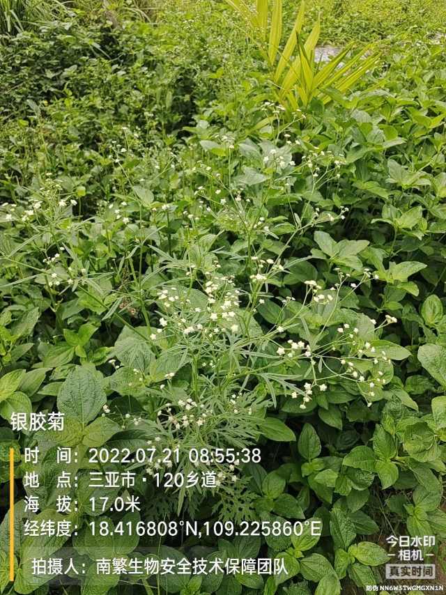 银胶菊