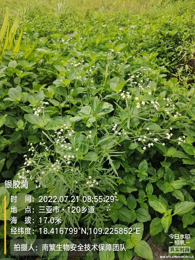 银胶菊