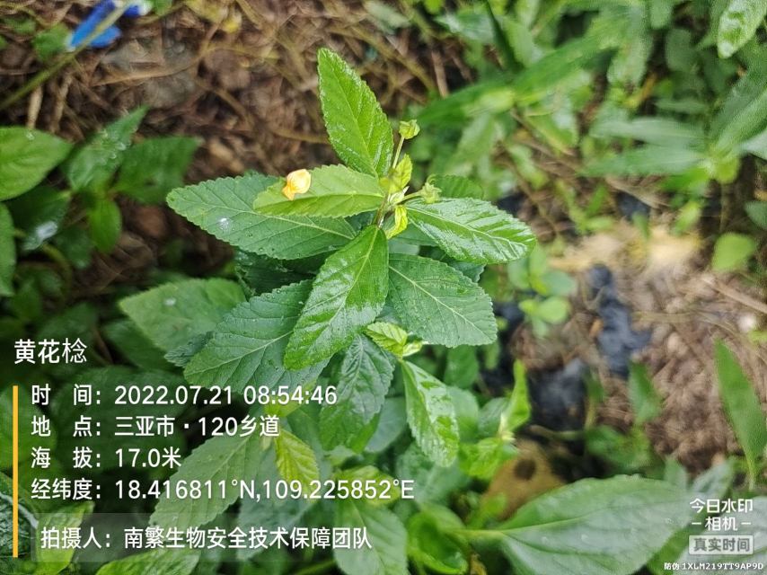黄花棯