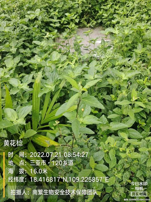 黄花棯