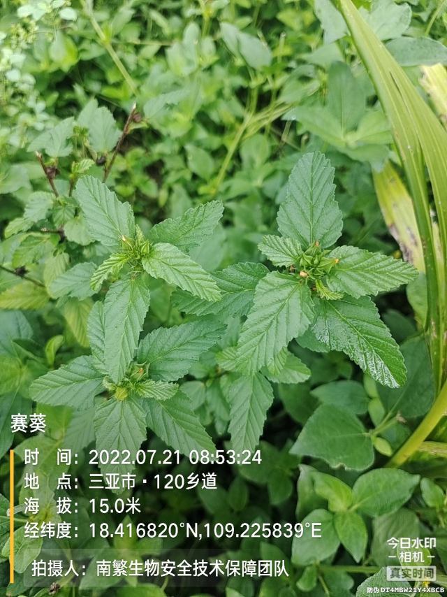 赛葵