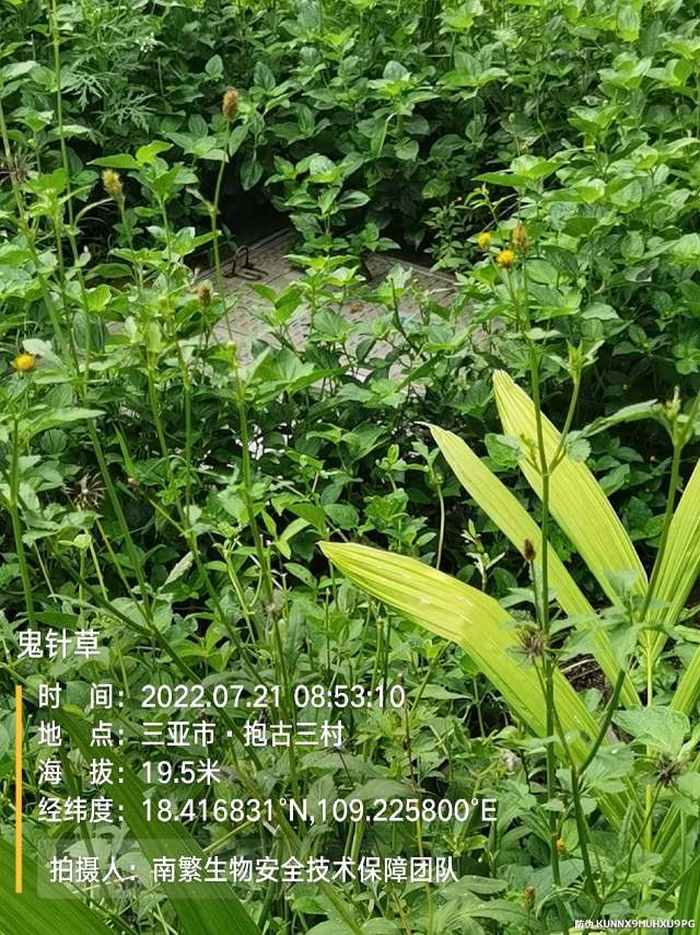 鬼针草