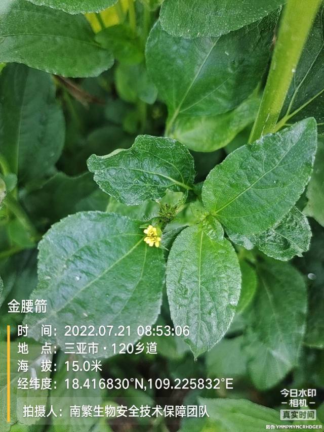 金腰箭