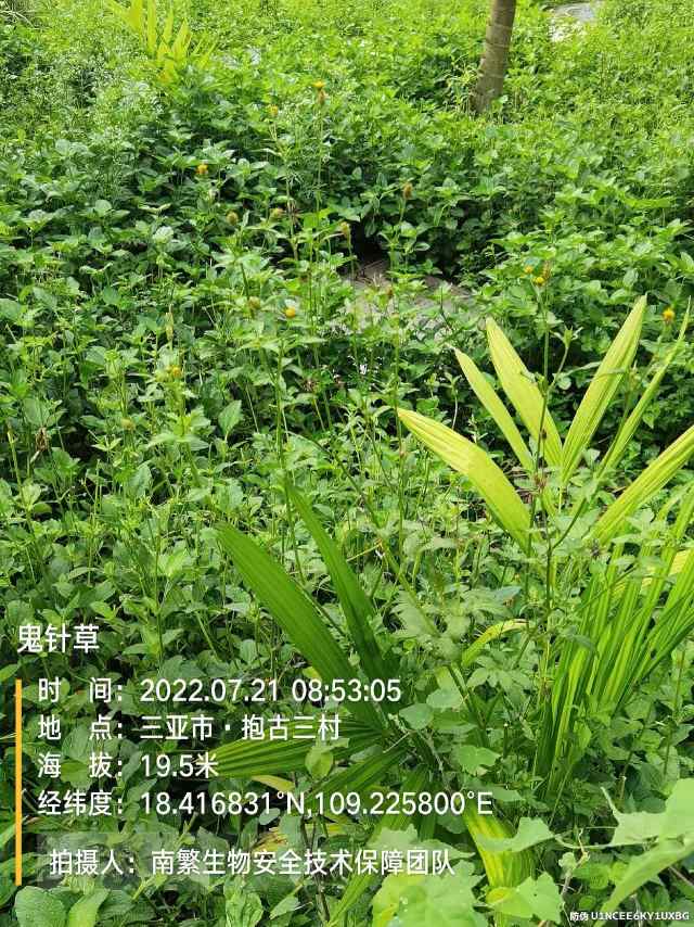鬼针草