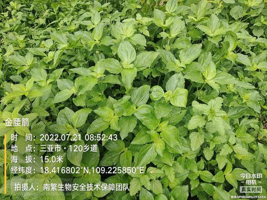 金腰箭
