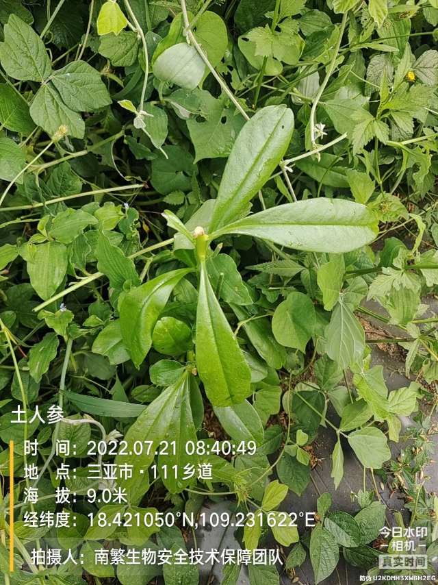 土人参