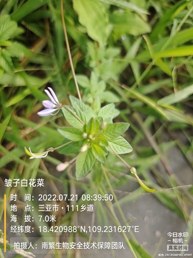 皱子白花菜