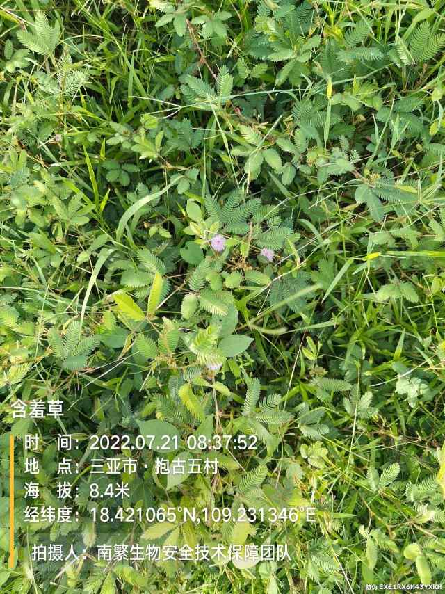 含羞草