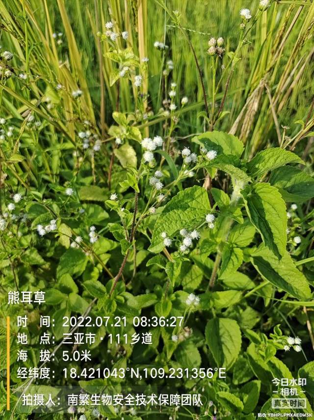 熊耳草
