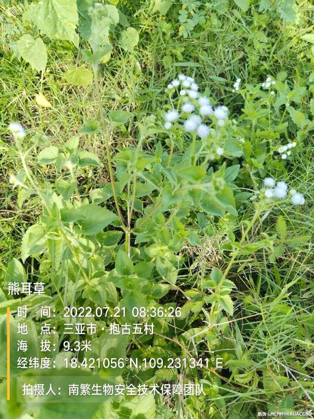 熊耳草