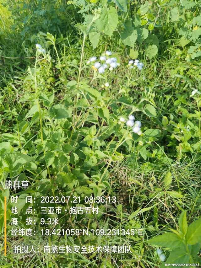 熊耳草