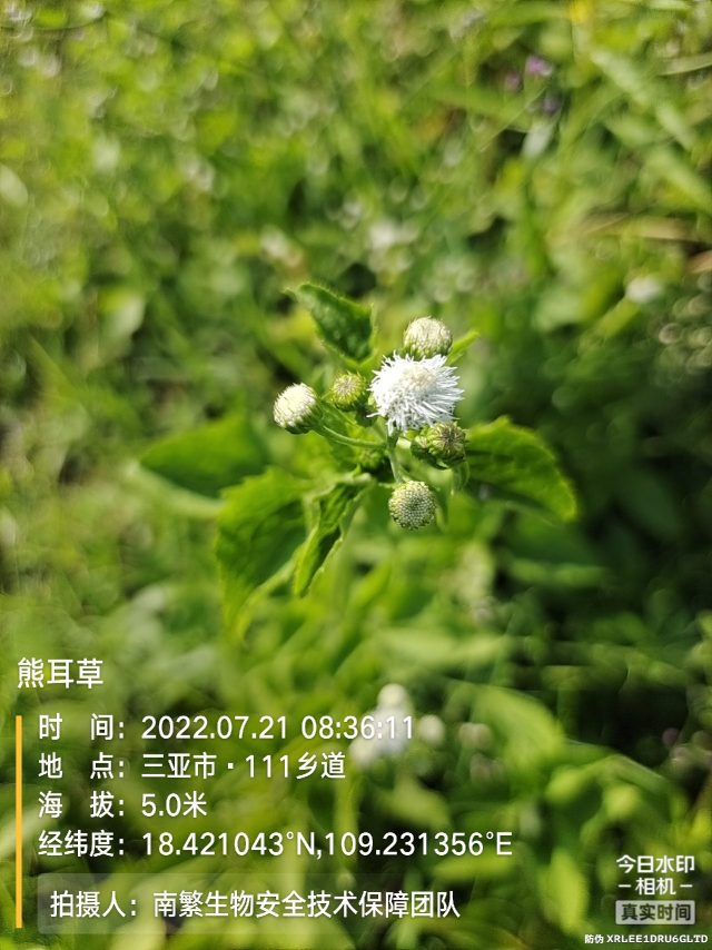 熊耳草