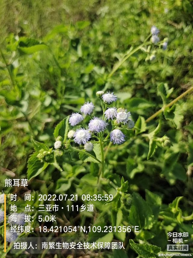 熊耳草
