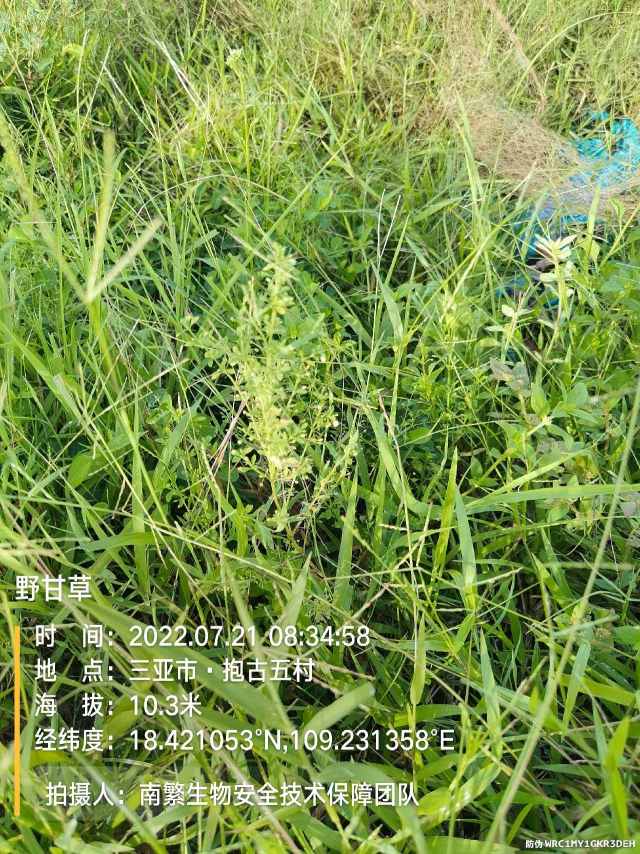 野甘草