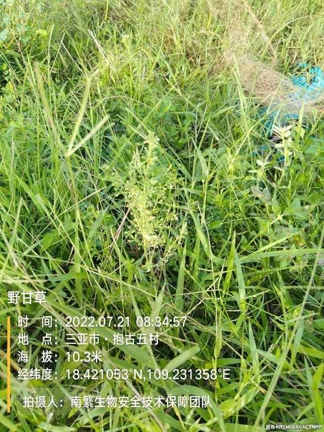野甘草
