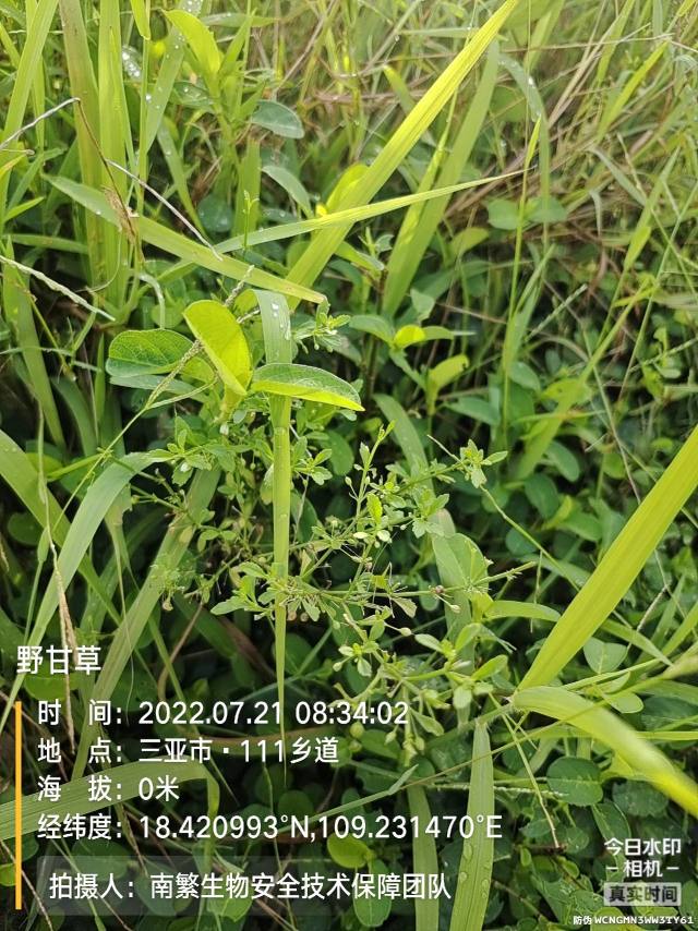 野甘草