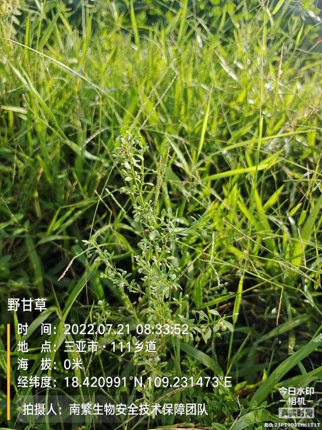 野甘草